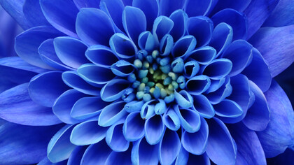 Fiore blu