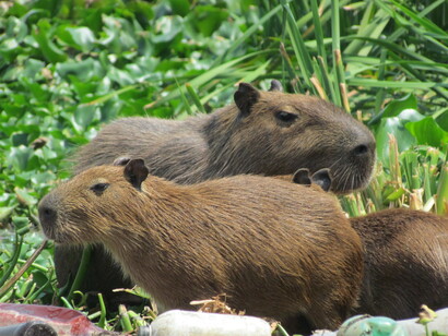 Capivaras