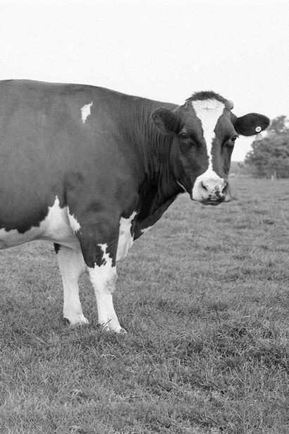 Jef Geys. Courtesy of M HKA