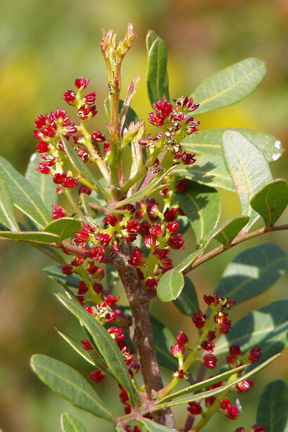 Mirto e Lentisco, piante antagoniste
