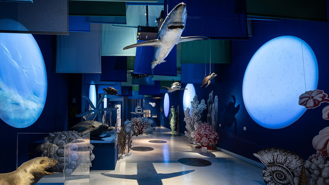 In praise of diversity. Journey through italian ecosystems, exhibition view. Courtesy of Palazzo Esposizioni Roma