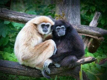 Gibboni nel Laos, sud-est asiatico