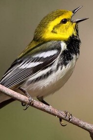 Green-backed warbler 