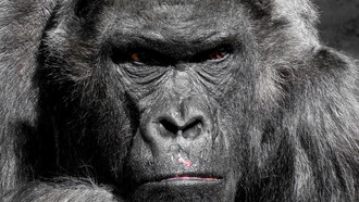 Un magnifico esemplare di gorilla