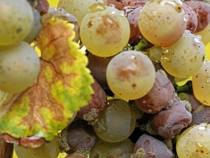 Prodotto principalmente da uve Sémillon e Sauvignon Blanc, Château d’Yquem esprime una perfetta sintesi tra struttura, acidità e concentrazione zuccherina