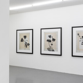 Thomas Ruff. Courtesy of Mai 36 Galerie
