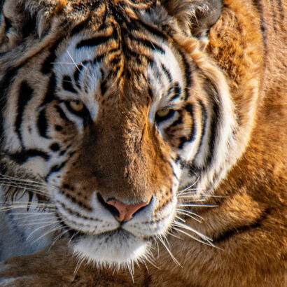 What is the essence of capitalism?