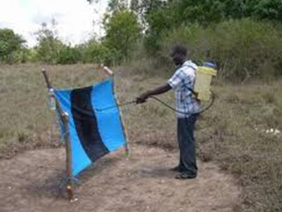 Parasites. Courtesy of National Museum of Scotland