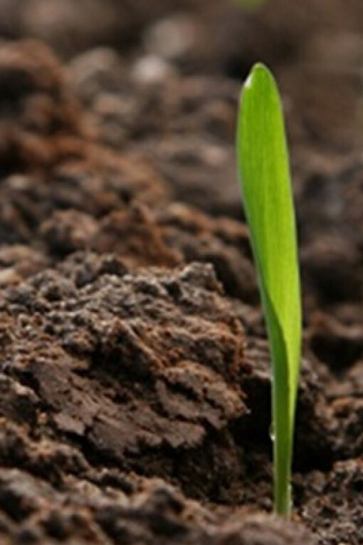 La forza della Terra