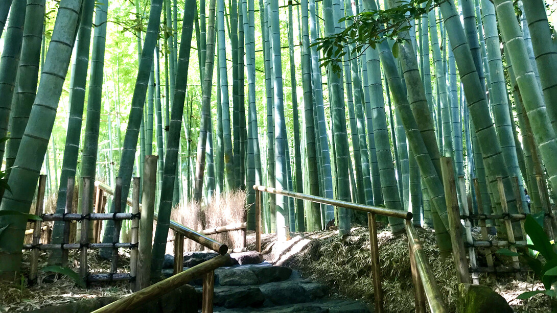 Houkokuji Temple © Alma Reyes