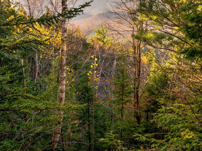 Foresta illuminata dai raggi del sole in un pomeriggio assolato 