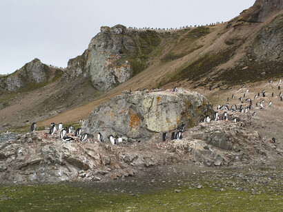 Pinguini nell'Ardley Island
