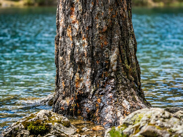 Recuperar los fundamentos ecológicos es el primer paso para una gestión racional