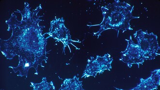 Células cancerosas en cultivo, provenientes del tejido conectivo humano