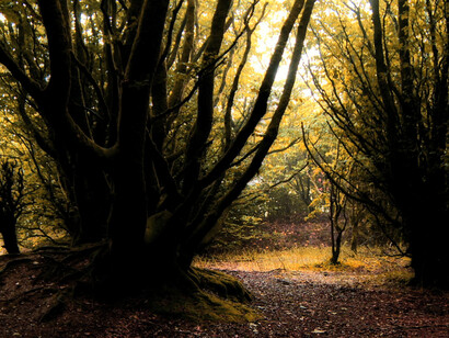 David Ian Bickley, Forest Earth