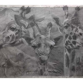 Quentin Garel, Palimpseste X (Girafe), 2014, Charcoal on Paper, 39½" x 59"