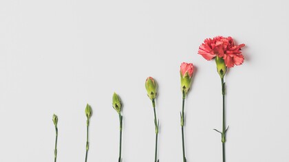 Evolvere. Fiore che sboccia
