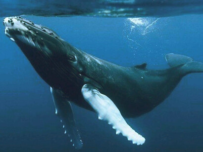 Ballena jorobada