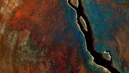 L'albero che ci guarda da la su