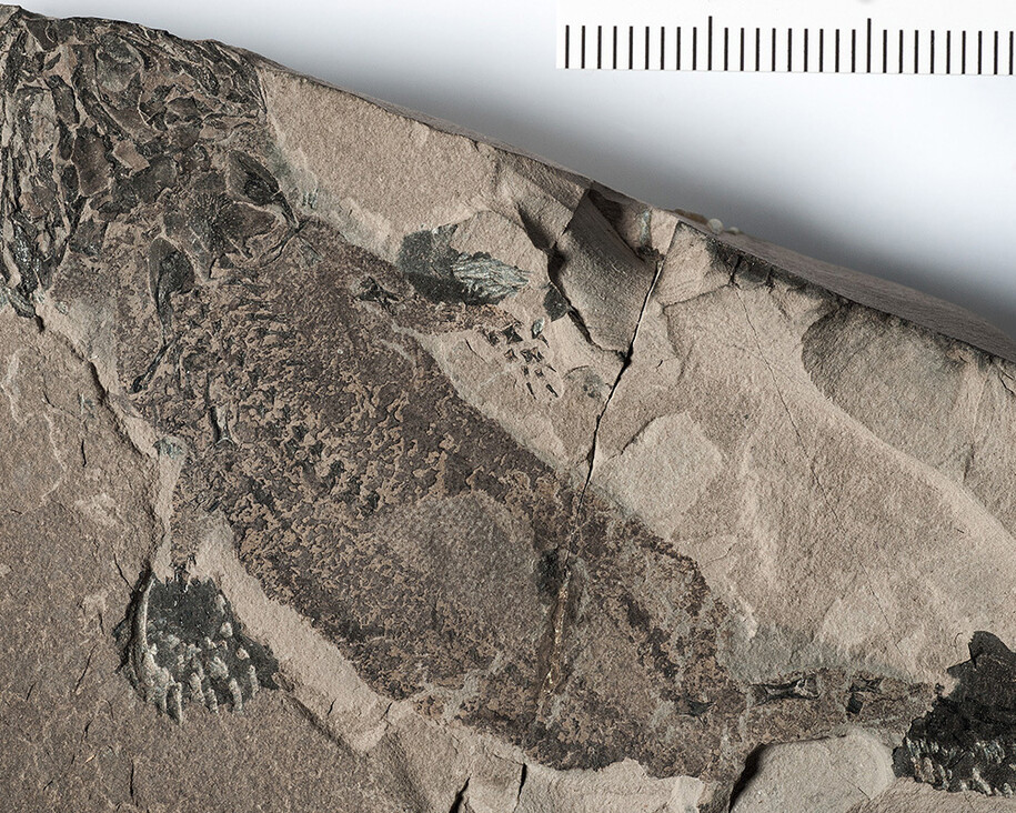 Fossile Fische und Amphibien. Courtesy of Museum für Naturkunde