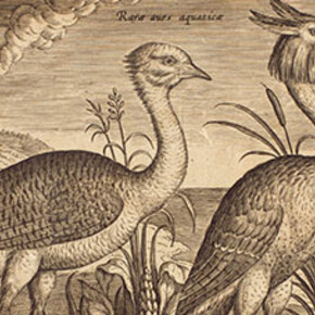 Drawn to Paradise. Courtesy of The Huntington 