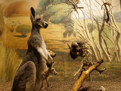 Animals of the world, exhibition view. Courtesy of the Latvian National Museum of Natural History