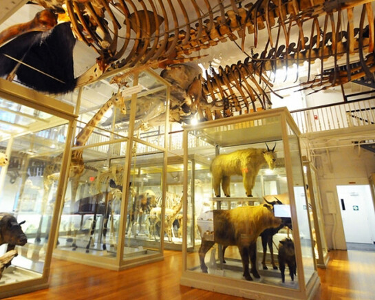 Great Mammal Hall. Courtesy of Harvard Museum of Natural History 