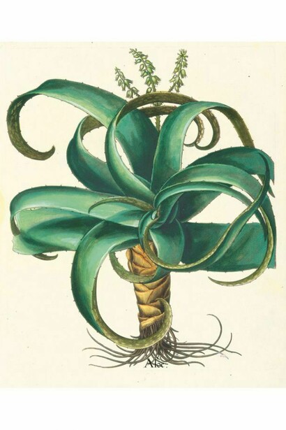 Hortus Eystettensis di Basilius Besler