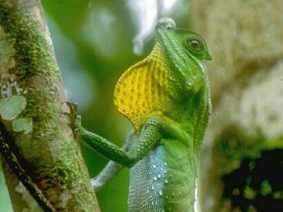 Hump-nosed Lizard