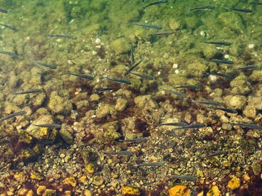 La nostalgia ha il rumore silenzioso di un fiume