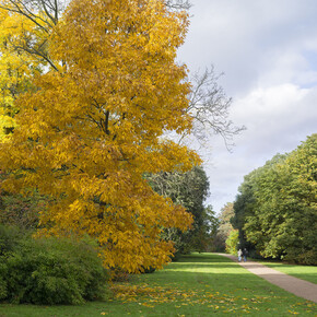 Simon Roberts, The National Arboretum, Westonbirt, Gloucestershire, 2013 © Simon Roberts, Courtesy of Flowers Gallery