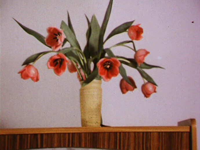 Wim van der Linden (b.1941) and Wim T. Schippers (b.1942), Film still from Tulips, 1965  16mm film, Duration 2 mins, Collection Museum Boijmans Van Beuningen
