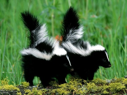 Skunk babies