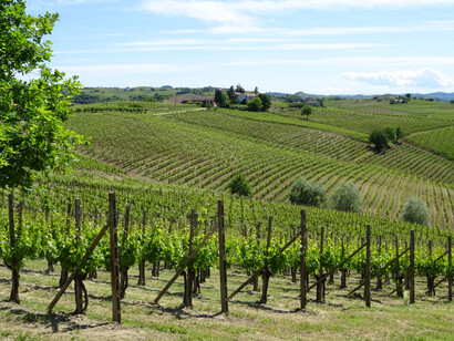 Un vigneto in Toscana