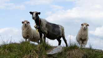Il Pecorino di Farindola è un formaggio raro e prezioso, simbolo dell’antica tradizione pastorale abruzzese