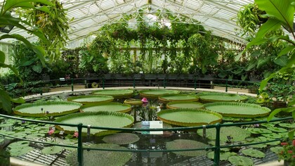 Victoria amazonica