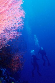 Octocorallia, nota anche come Alcyonaria