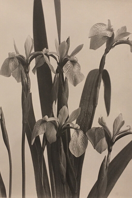 Kate Furbish and Edwin Hale Lincoln. Courtesy of Bowdoin Museum