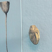 Felix M. Warburg Hall of New York State Environment. Courtesy of American Museum of Natural History