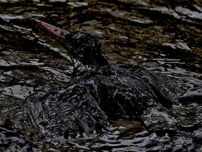 Danos causados na fauna por vazamento de petróleo