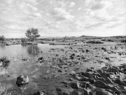 Lee Friedlander, Idaho, 1993. Courtesy of Fraenkel Gallery
