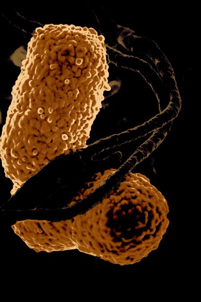 Bacterias