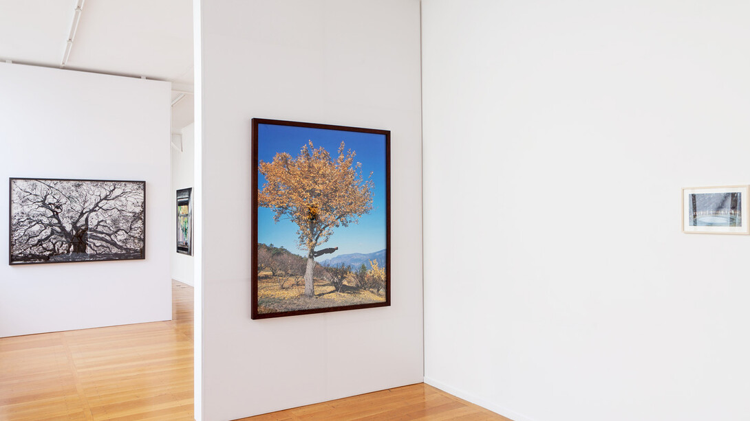 Echoing Trees. Courtesy of Xippas