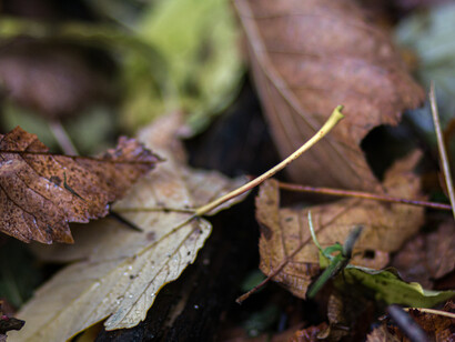 Letting be, ph. M. Stillwater
