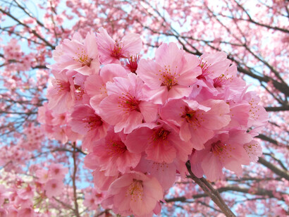 En Japón se realiza el festival del «hanami»; durante este los familiares y amigos se reúnen bajo la sombra de los cerezos y comparten alimentos mientras celebran la aparición de las flores