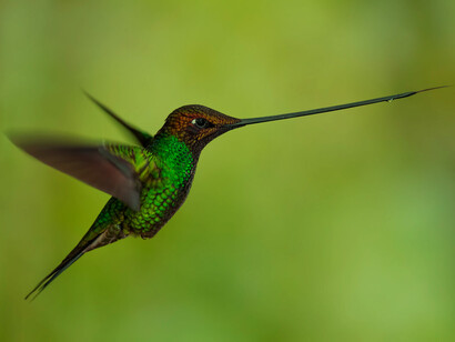 Colibrí en vuelo