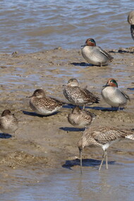 Teal, Gadwall and Curlew on the shoreline at Crossness (c) Gehan de Silva Wijeyeratne
