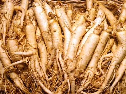 Ginseng protects the liver
