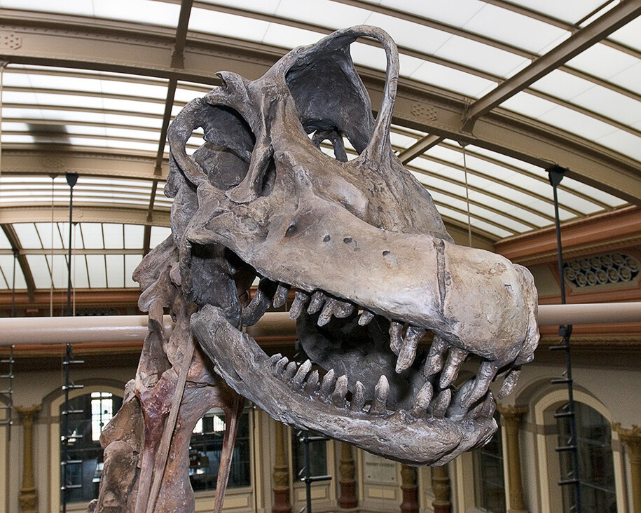 The World of Dinosaurs. Courtesy of Museum für Naturkunde