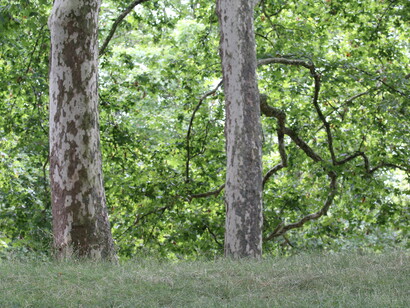 London Plane trees in Green Park, London © Gehan de Silva Wijeyeratne